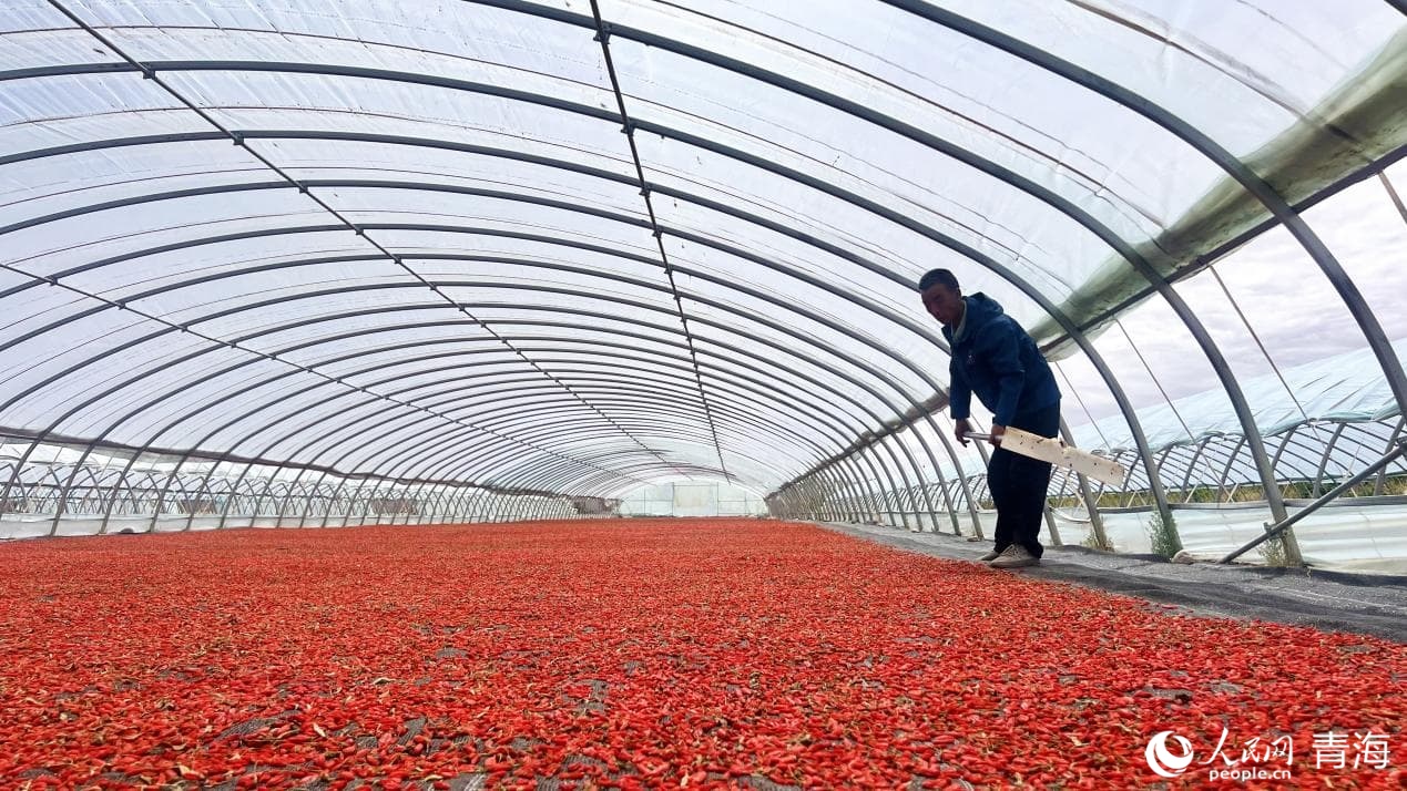 種植戶晾曬枸杞。人民網(wǎng) 顧斐菲攝