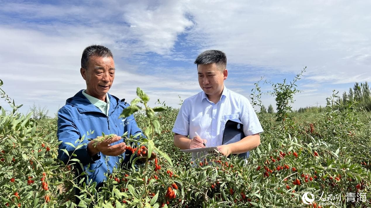 農(nóng)行格爾木分行工作人員了解枸杞種植情況。人民網(wǎng) 顧斐菲攝
