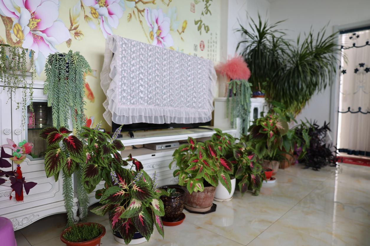 劉占龍家中，綠植長(zhǎng)勢(shì)好。馬和鈺攝