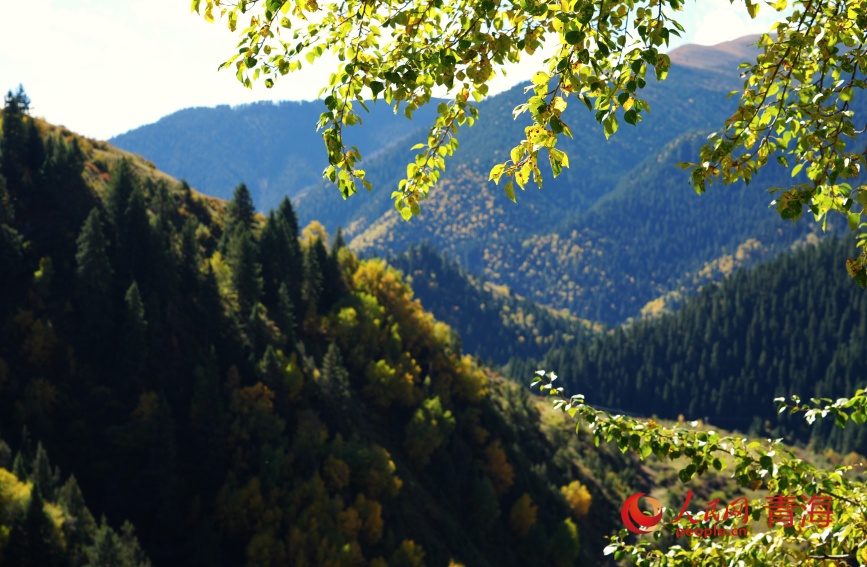 王柔林場秋色。人民網(wǎng)記者 甘海瓊攝