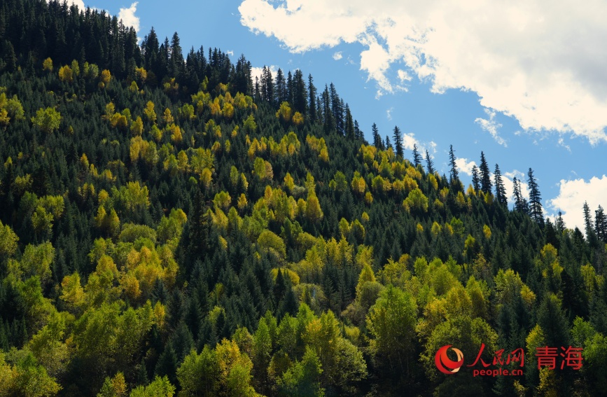 瑪可河兩岸秋色。人民網(wǎng)記者 甘海瓊攝