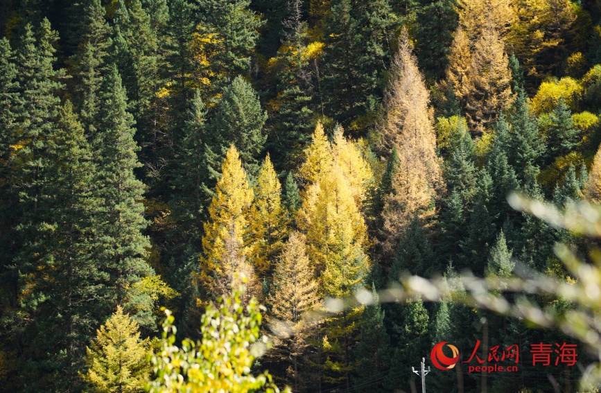 色彩斑斕的林場。人民網(wǎng)記者 甘海瓊攝