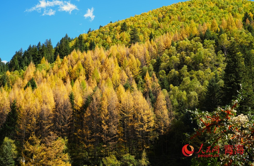 色彩斑斕的班前林場。人民網(wǎng)記者 甘海瓊攝