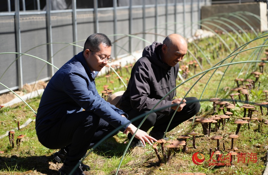 時(shí)亞坤（左）和王德軍（右）查看靈芝長勢。人民網(wǎng)記者 甘海瓊攝