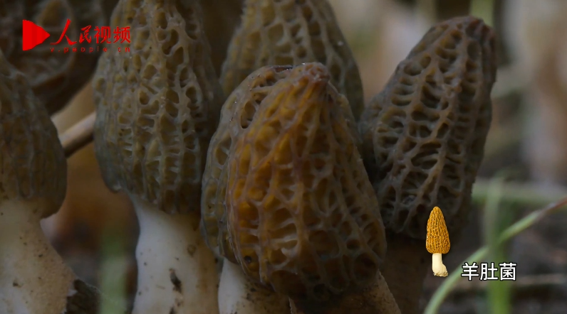 青海班瑪：“小菌菇”的出山路