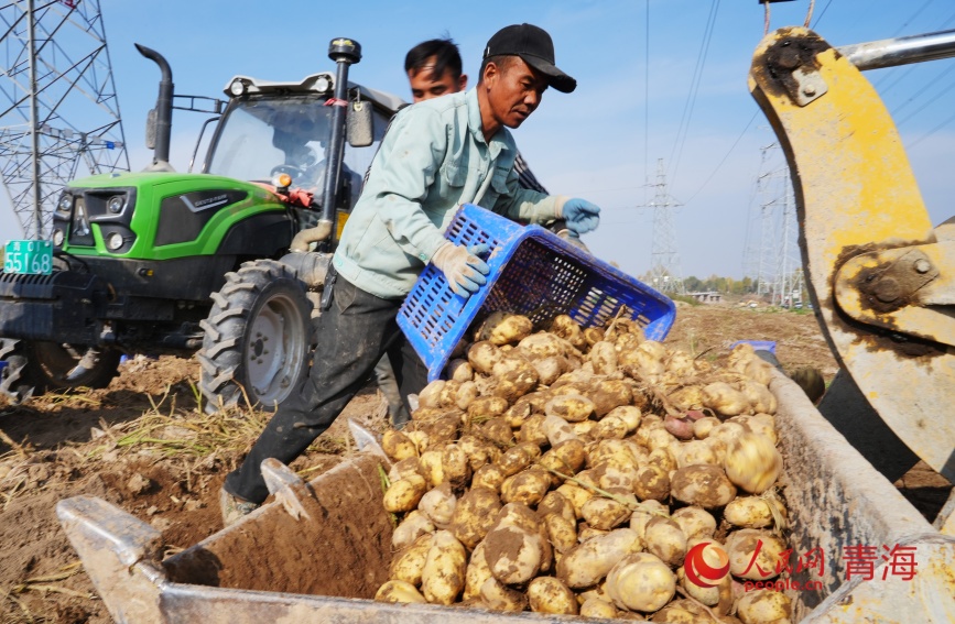 馬鈴薯豐收。人民網(wǎng)記者 甘海瓊攝