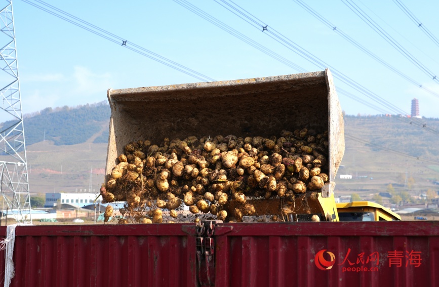 馬鈴薯裝車。人民網(wǎng)記者 甘海瓊攝