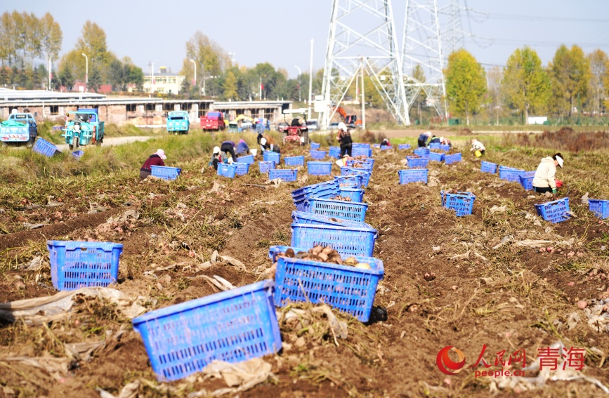 工人正在撿拾馬鈴薯。人民網(wǎng)記者 甘海瓊攝