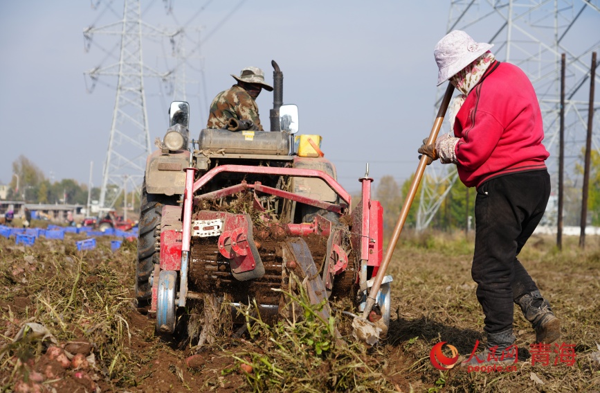機械采挖馬鈴薯。人民網(wǎng)記者 甘海瓊攝