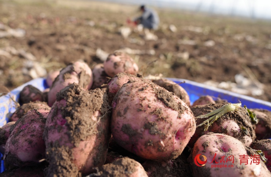 馬鈴薯豐收。人民網(wǎng)記者 甘海瓊攝