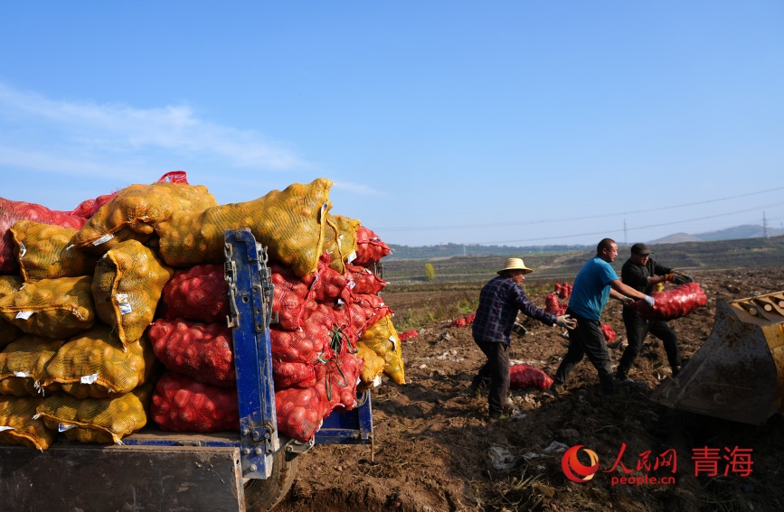 馬鈴薯裝車。人民網(wǎng)記者 甘海瓊攝