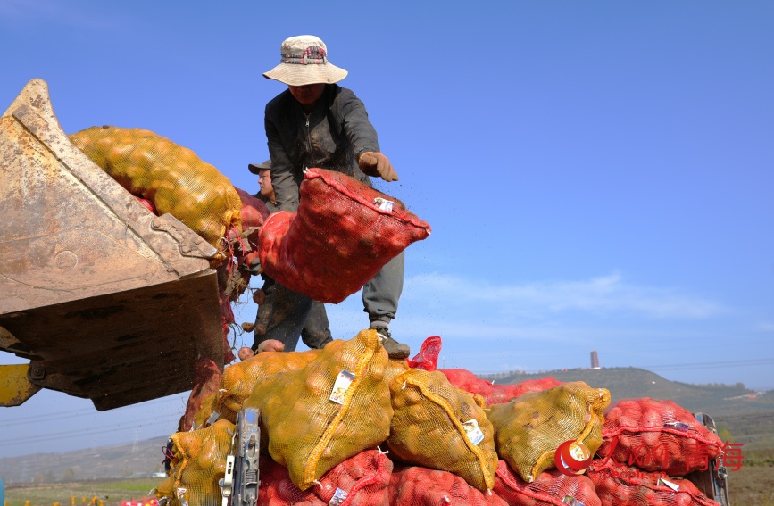 馬鈴薯裝車。人民網(wǎng)記者 甘海瓊攝