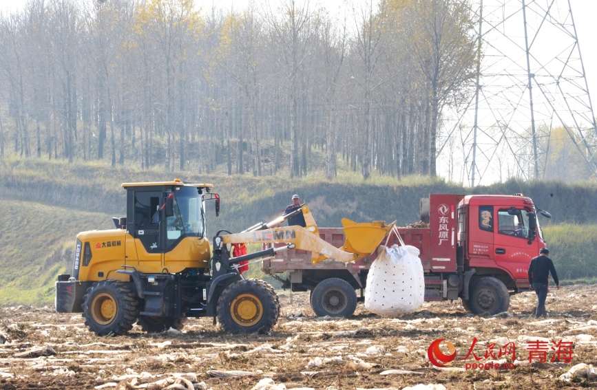 馬鈴薯采收裝車。人民網(wǎng)記者 甘海瓊攝