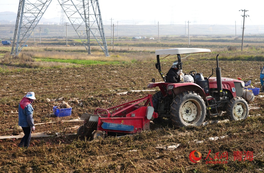 采挖馬鈴薯。人民網(wǎng)記者 甘海瓊攝