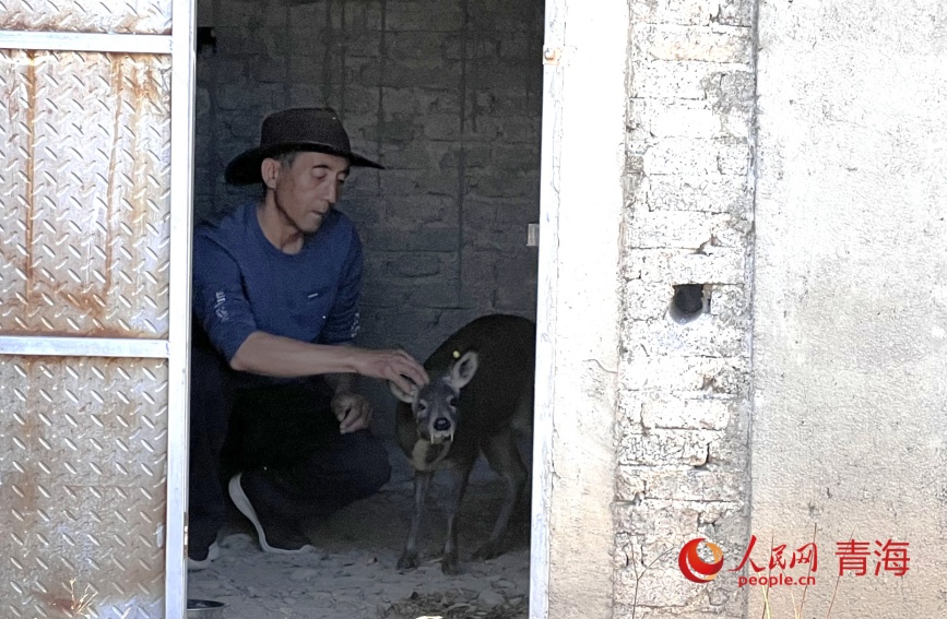 謝發(fā)成查看林麝生長(zhǎng)狀態(tài)。人民網(wǎng)記者 甘海瓊攝