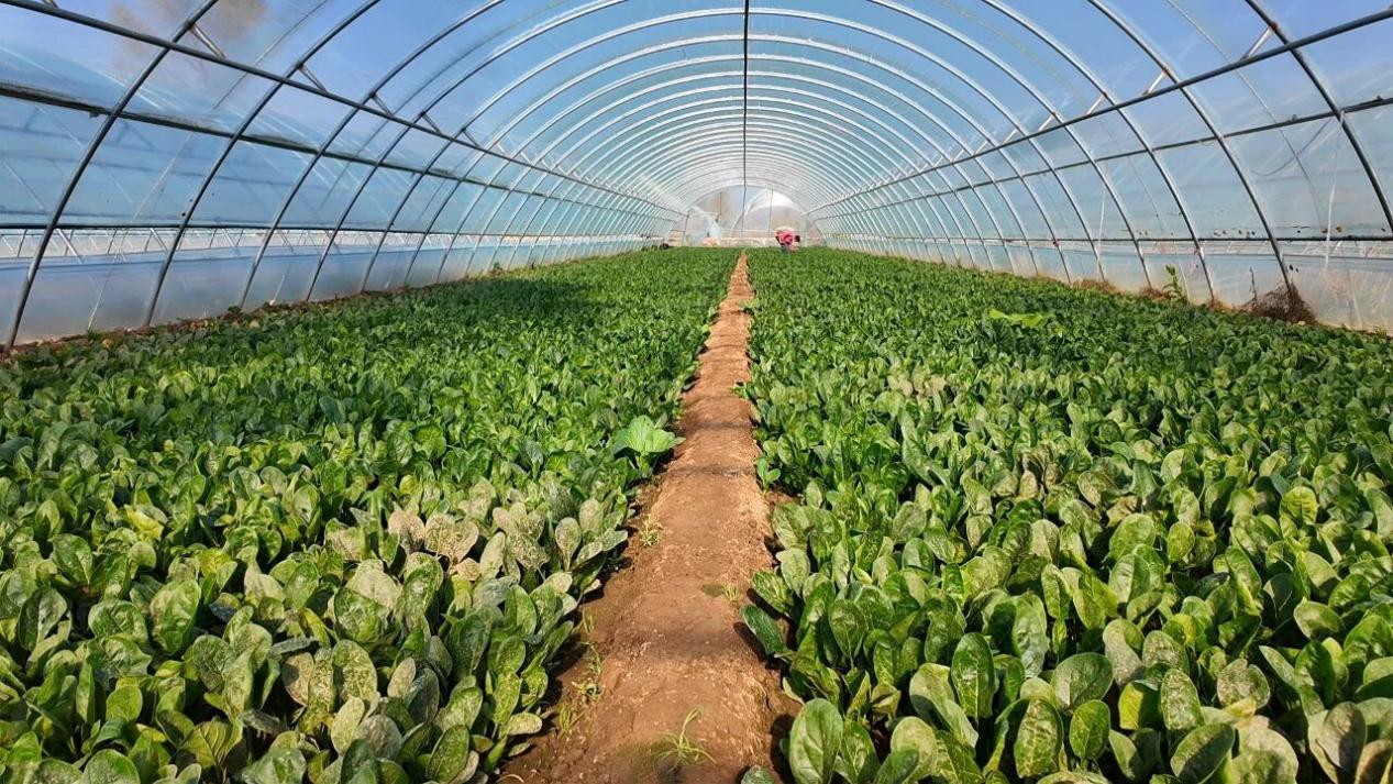 大棚內(nèi)蔬菜長勢喜人。王文霞攝