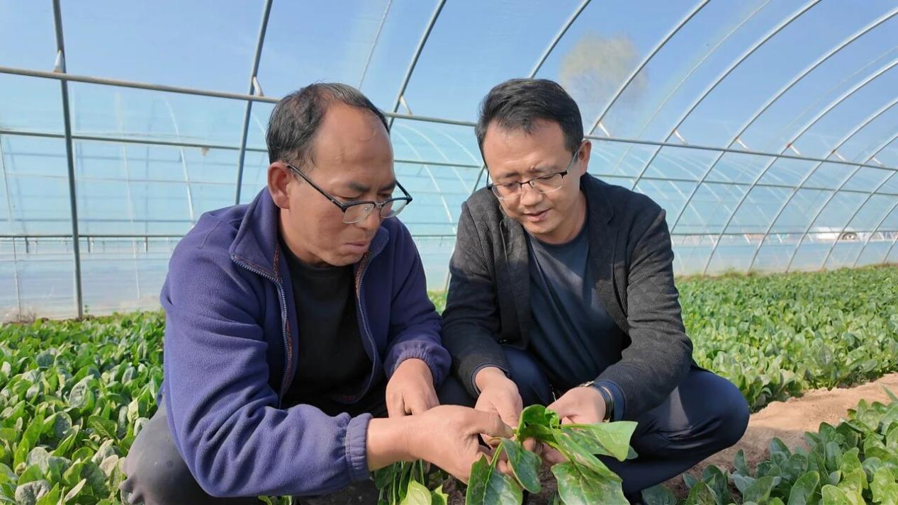 李廣棟和韓發(fā)興查看菠菜長勢。王文霞攝