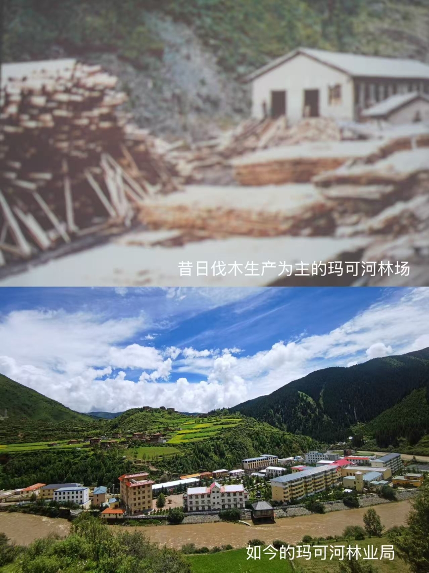 昔日和如今的瑪可河林區(qū)。劉平攝
