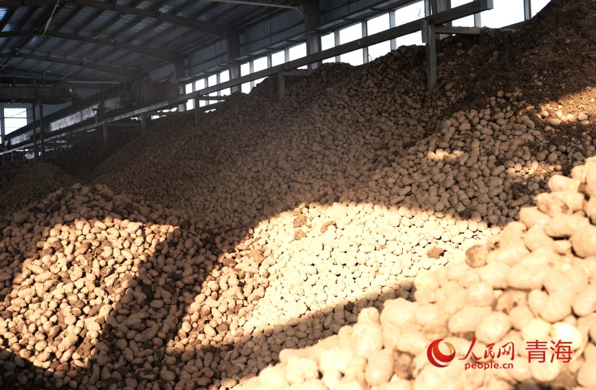 廠區(qū)內(nèi)堆起的“土豆山”。人民網(wǎng)記者 甘海瓊攝