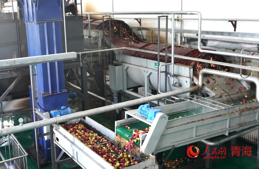 馬鈴薯清洗車(chē)間。人民網(wǎng)記者 甘海瓊攝