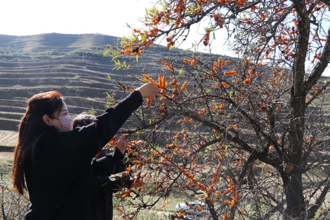 同仁市加吾鄉(xiāng)：黨建領(lǐng)航沙棘成金 生態(tài)經(jīng)濟(jì)雙豐收