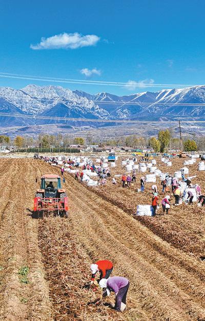 農(nóng)民正在卓扎灘馬鈴薯種薯繁育基地撿拾馬鈴薯并裝袋。本報記者 賀 勇攝